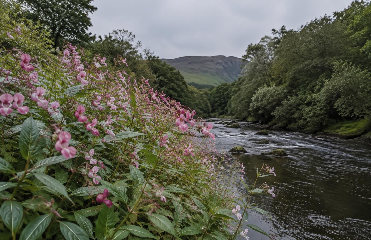 Himalayan balsam growing in Swansea