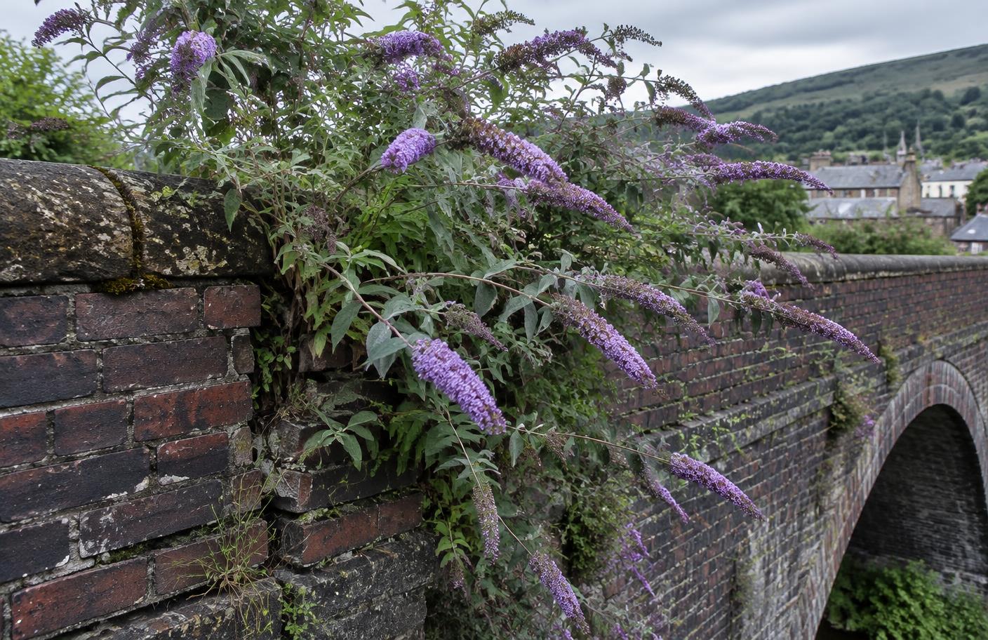 Buddleia (butterfly bush) growing in Swansea