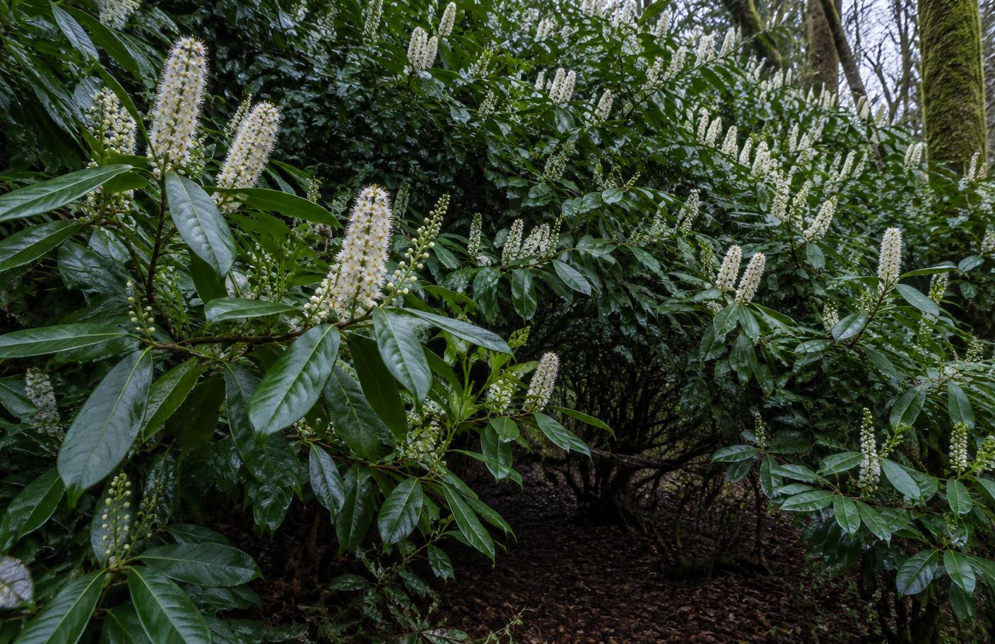 Cherry laurel growing in Swansea