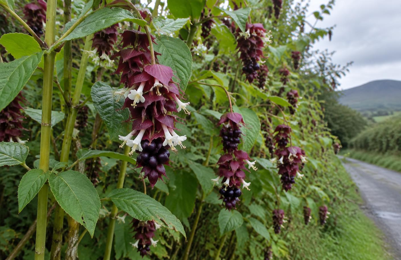 Himalayan honeysuckle growing in Swansea
