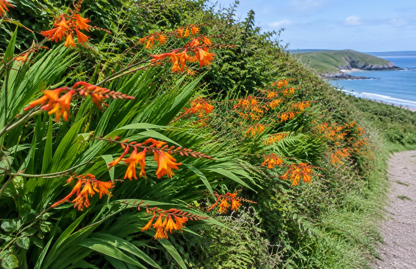 Montbretia growing in Swansea
