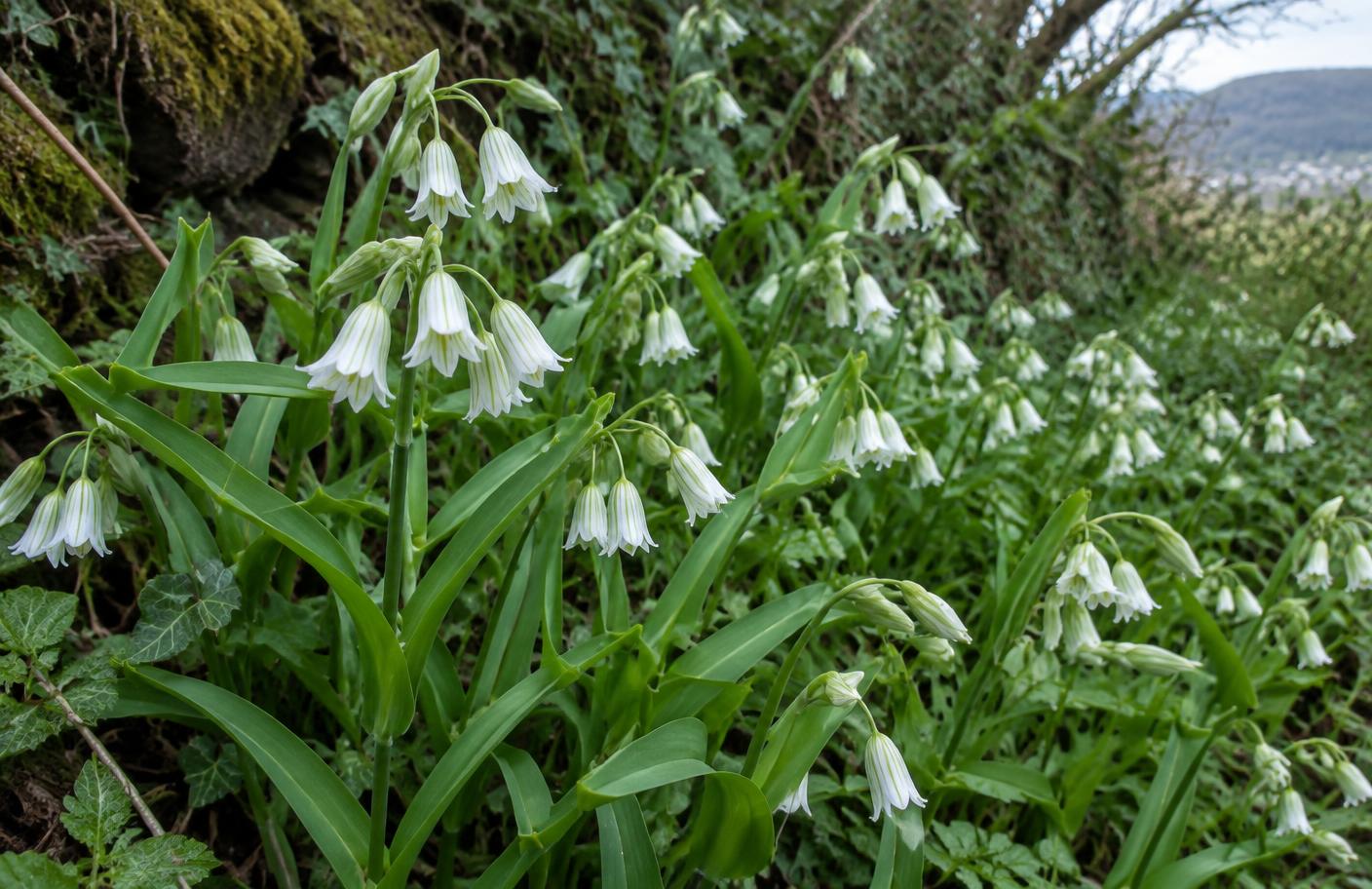 Three-cornered leek growing in Swansea