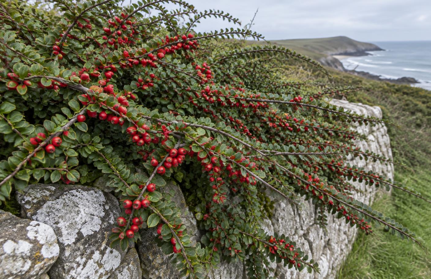 Wall cotoneaster growing in Swansea